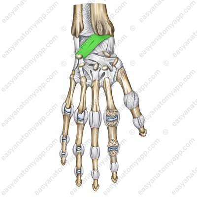 Dorsal radiocarpal ligament (lig. radiocarpale dorsale)